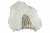 Prone Flexicalymene Trilobite - Mt Orab, Ohio #380343-3